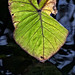 Leaf and Water 