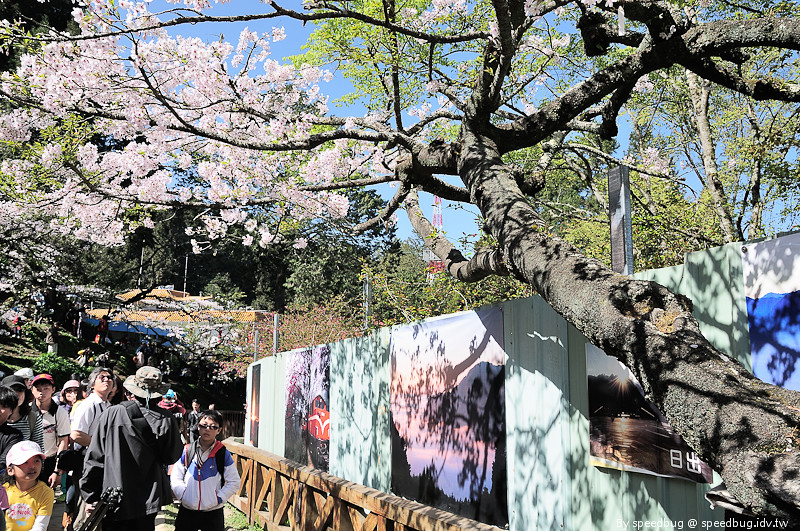 阿里山櫻花季36