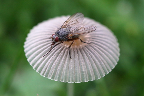 fly on mushroom