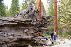 2011-10-15 10-23 Sierra Nevada 102 Yosemite National Park, Mariposa Grove of Giant Sequoias, Fallen Monarch