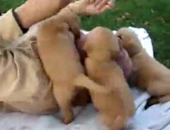 Covered in Puppies