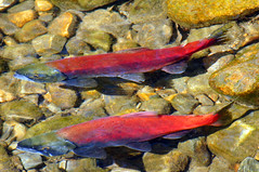 2011-10-15 10-23 Sierra Nevada 565 South Lake Tahoe, Taylor Creek
