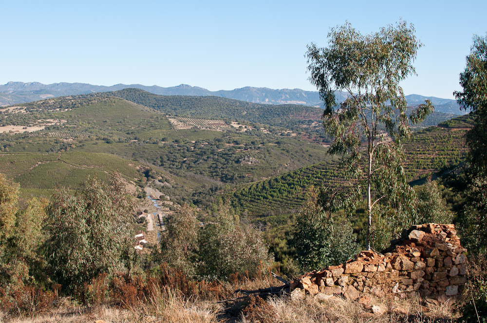 Plantando árboles en los montes de Cañamero en las Villuercas
