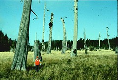 Dead Forest