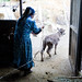 Galima Muhametarimovna leads a calf to its mother on her small farm