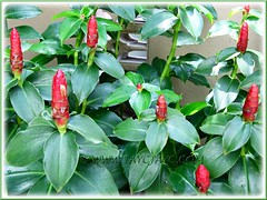 Costus woodsonii (Red Button Ginger, Scarlet Spiral Flag, Red Cane, Panamanian Candle Ginger)