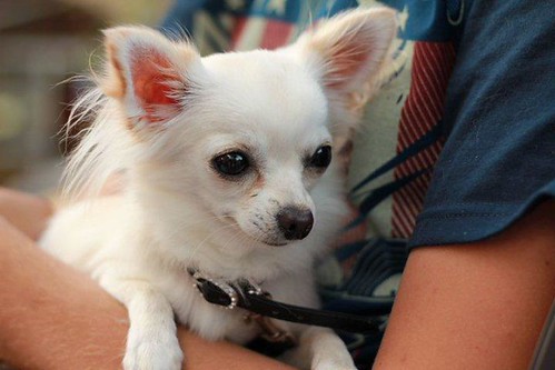Il secondo cane degli sposi 