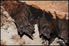 Frog-eating bats (Trachops cirrhosus)