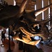 Triceratops Skull • <a style="font-size:0.8em;" href="http://www.flickr.com/photos/26088968@N02/6296423602/" target="_blank">View on Flickr</a>