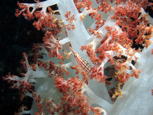クダゴンベyg (Longnose hawkfish)