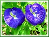 Clitoria ternatea (Butterfly Pea, Blue Pea Vine, Asian Pigeonwings, Bunga Telang/Biru in Malay)