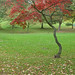 Autumn Tree in Peel Park