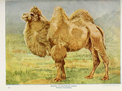 Anglų lietuvių žodynas. Žodis genus camelus reiškia genties camelus lietuviškai.