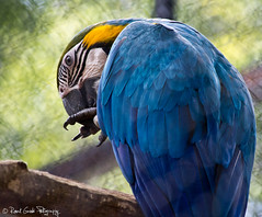 A blue Macaw • <a style="font-size:0.8em;" href="http://www.flickr.com/photos/41711332@N00/6353411305/" target="_blank">View on Flickr</a>