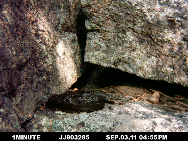 Cap Mama and her kiddos (Arizona Black Rattlesnakes)