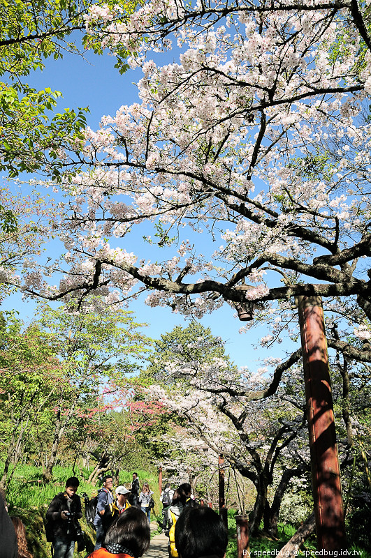 阿里山櫻花季95